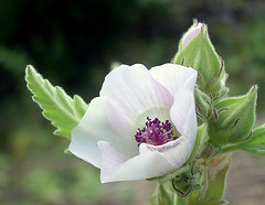 Plantas Medicinales Sabila