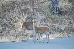 Ciudad De Ciego De Ávila. Su Boulevard: Una Joya De La Arquitectura Moderna Cubana