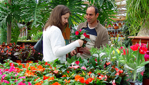 Noticias sobre: Plantas Ornamentales