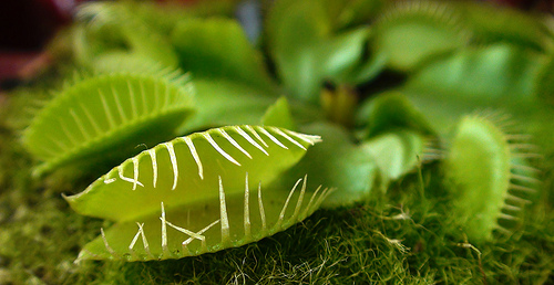 Noticias sobre: Plantas Carnivoras