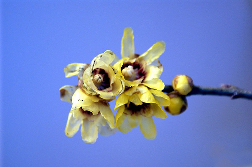 Noticias sobre: Arbustos Ornamentales