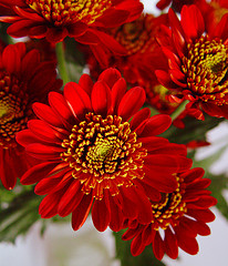 Aprender A Preparar Adornos Con Flores Naturales