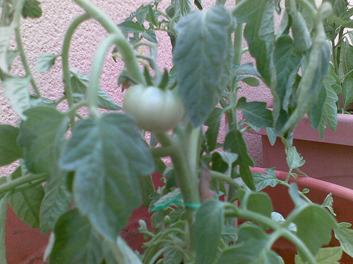 Noticias sobre: Huerto Ecologico