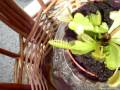 Mi planta carnívora comiendo