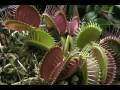 PLANTAS CARNIVORAS SHOW