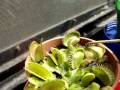 Dionaea Muscipula