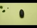 Stop Motion – A Borboleta e a Flor Carnívora