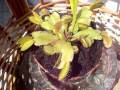 Dionaea atrapa una hormiga