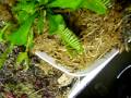 Dionaea muscipula  -Caio Missagia-
