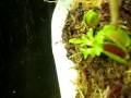 Dionaea muscipula «sawtooth» -Caio Missagia-