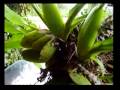 Cuidado de Orquideas. Aspasia epidendroides parte II