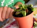 planta carnivora comiendo mosca