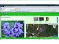 Mi Jardin En Paisageo.com Nuevas Floraciones