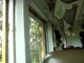 Plantas malignas invadindo o trem