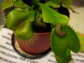 Venus atrapamoscas comiendo un gusano
