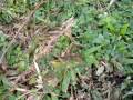Plantas Carnivoras Republica Dominicana