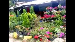 Viveros Arboles Frutales Bogota