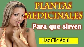 Beneficios De Las Plantas Ornamentales Wikipedia