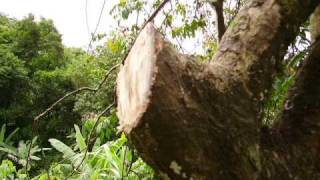 Arboles Frutales Hojas
