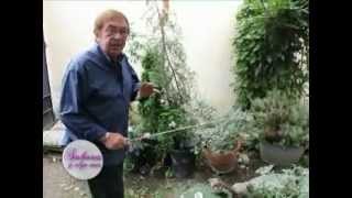 Jardineria Arbustos Ornamentales