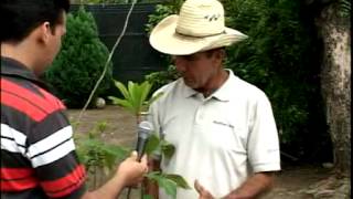 Arboles Frutales Exoticos