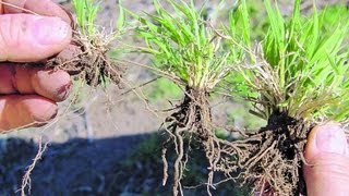 Plantas Ornamentales Sin Flores