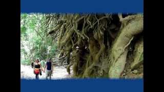 Que Son Las Plantas Carnivoras Heterotrofas O Autotrofas