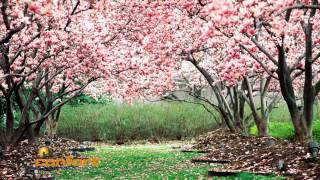 Viveros Arboles Frutales Chile