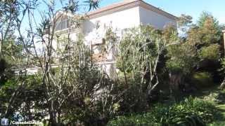 Arbustos Ornamentales Hoja Perenne