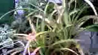 Plantas Ornamentales Imagenes Y Nombres