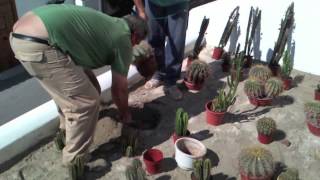 Diseño De Jardines Con Cactus