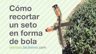 Arbustos Ornamentales Boj