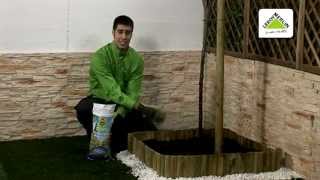 Arboles Frutales Sembrados En Macetas