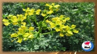 Plantas Curativas Y Sus Propiedades