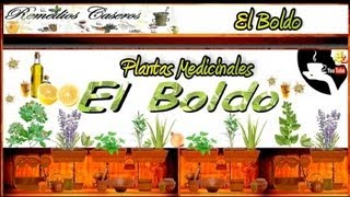 Plantas Curativas Boldo