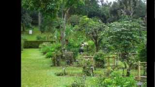 Cual Es La Importancia De Las Plantas Ornamentales