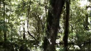 Nombres De Arboles Frutales Chilenos