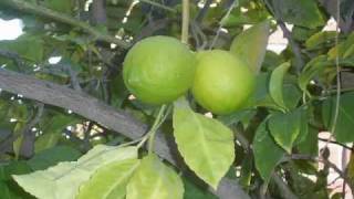 Nombres De Arboles Frutales Tropicales