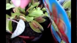 Plantas Carnivoras Tiendas Madrid