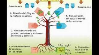 Importancia De Las Plantas Ornamentales Wikipedia