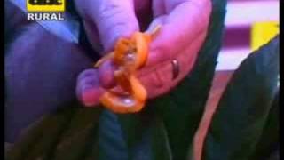 Arboles Frutales Que Soportan El Frio