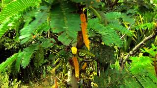 Arbustos Ornamentales Flor Amarilla