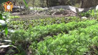 Proyectos De Huertos Familiares En Guatemala