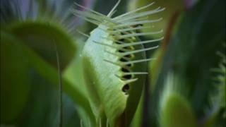 Quero Ver Fotos De Plantas Carnivoras