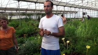 Plantas Curativas Balaguer