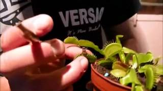 Tiendas De Plantas Carnivoras En Madrid