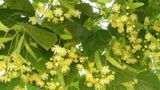 Plantas Curativas Cicatrizantes
