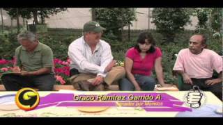 Venta De Plantas Ornamentales En Chile