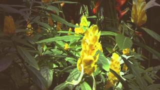 Arbustos Ornamentales Flor Amarilla