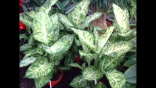 Plantas Ornamentales Interior Poca Luz